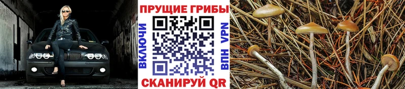 купить наркотик  Щигры  Псилоцибиновые грибы Psilocybe 
